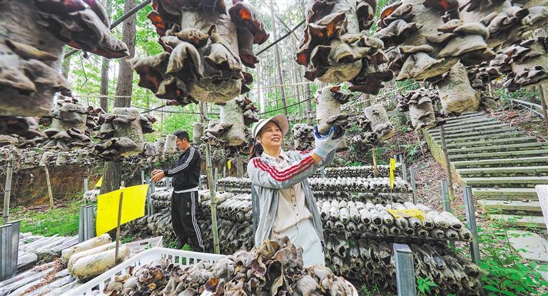 发展产业调研】林下生金AG真人百家乐【高质量(图2)